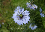 Nigella