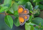 Gatekeeper
