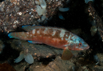 Labrus bergylta
