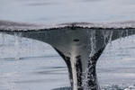 Fluke Splash 6