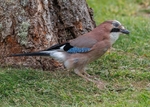 Jay 4