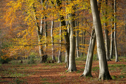 Vibrant Autumn woodland