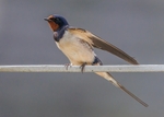 Swallow