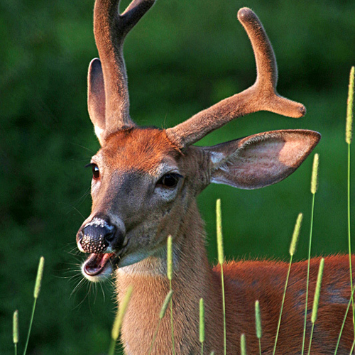 A Northern White-tailed buck deer in chew mode.