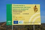 Iberian Lynx