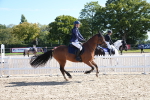 J56 - Clear Round 70cm portfolio