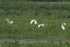 Little  Egrets