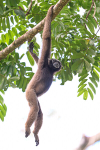 Tabin wildlife reserve