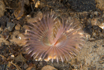 Chone infundibuliformis