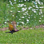 Northern Flicker in Flight
