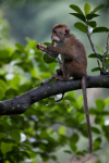 Macaque Monkey in Jungle in Ella Sri Lanka 10