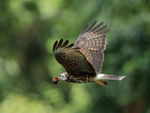 Snail Kite (juvenile) flying, Panama