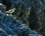 Spotted Sandpiper standing on rock, Casa Corcovado, Costa Rica