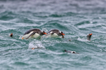 Gentoo Penguins porpoising, Carcass Island, Falklands