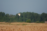 Barn Owl