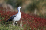 Upland Goose (male), Carcass Island, Falklands