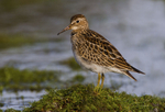 Pectoral Sandpiper