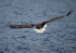 White tailed eagle, Isle of Mull, Scotland