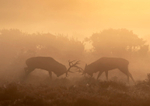 Stags rutting - D75_4937a A4
