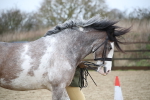 SBM_008026