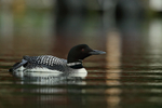 Common Loon & coloured reflections, Minnesota, USA