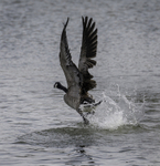 Canada Goose
