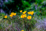 Californian poppy Eschscholzia californica-5516