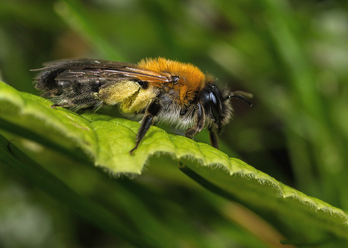 Andrena nitida