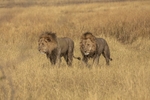 Brothers