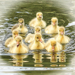 Synchronised Swimming