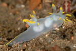 Polycera faeroensis