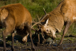 Red Deer Rut