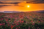 z4278 West Wight Poppies at Sunset