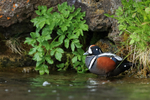 Harlequin Duck (male) resting, Iceland