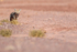 Chilla (South American Grey Fox), Atacama Desert, Chile