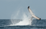 Humpback whale