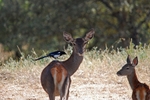 Red Deer