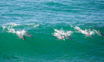 Dolphins in Wave 5