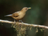 Clay-coloured Thrush, Limon Province, Costa Rica