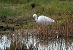 Little Egret