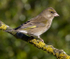 GREENFINCH ( FEMALE ) REF GREEN 1