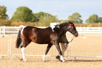 SBM_18338