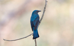 Asian Fairy Bluebird
