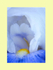 006 Bearded IRis