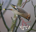 Waxwing