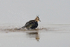 Lapwing (juvenile) having a bath in the northern lagoon at Otmoor
