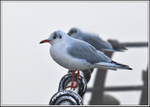 Black-headed Gull