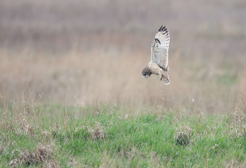 Short Eared Owl