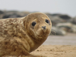 Young Seal