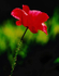 Poppy
